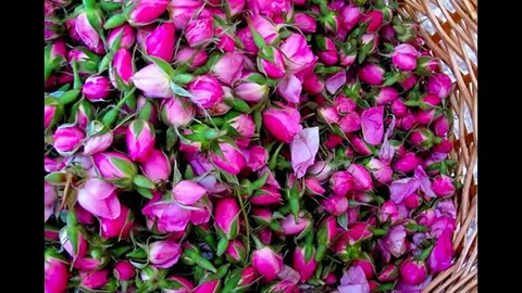 تصویر 3 از قیمت خرید گل محمدی مرغوب عمده به صرفه و ارزان